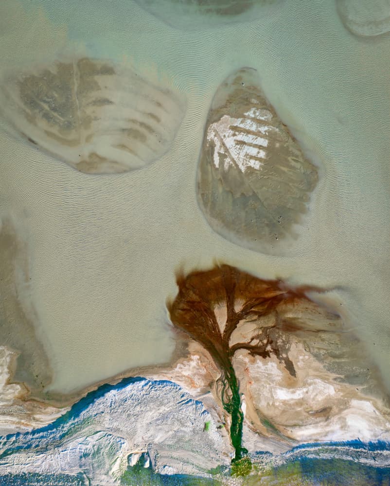 Aerial River Tree by Shenshen Dou — canvas wall art