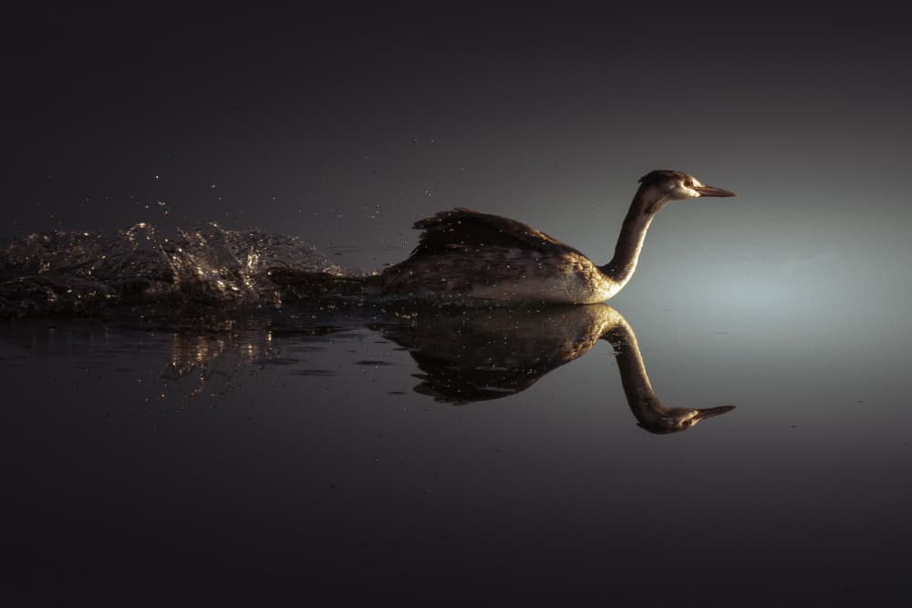 Elegant Waterbird Reflection by Toni Fidanza — canvas wall art