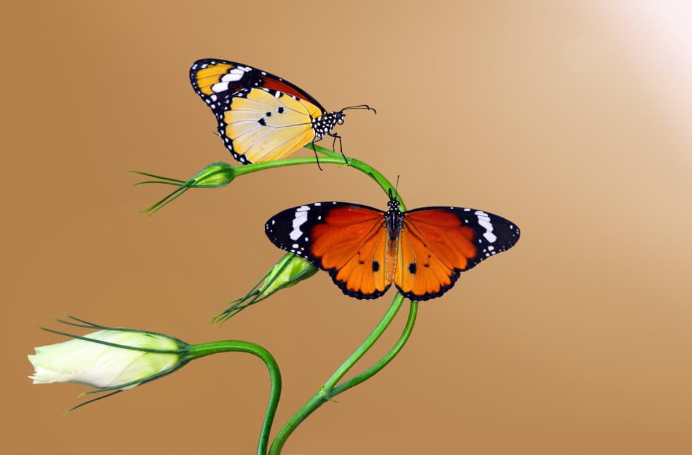 POSE by Mustafa öztürk — canvas wall art