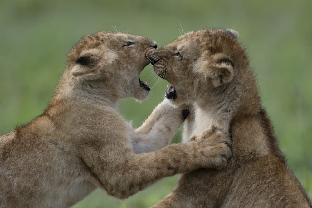 Wrestling Lion Cubs by Roberto Marchegiani — canvas wall art