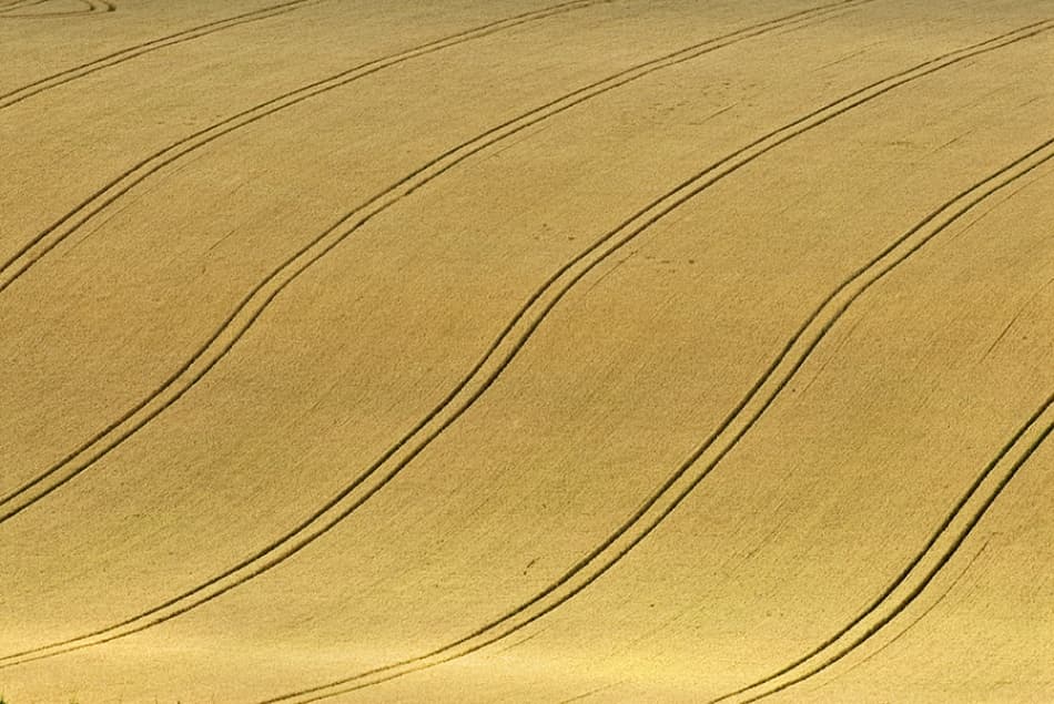 Wavy Golden Fields by Clive Collie — canvas wall art