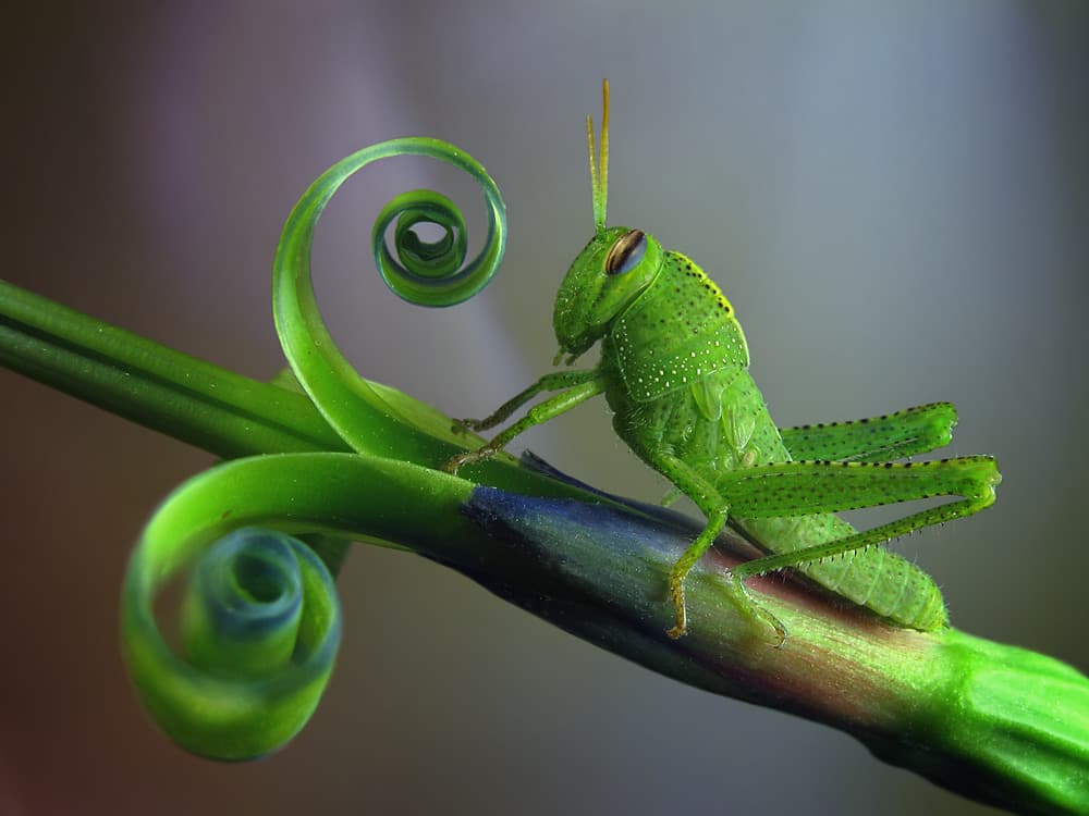 Emerald Grasshopper Curl by Jimmy Hoffman — canvas wall art