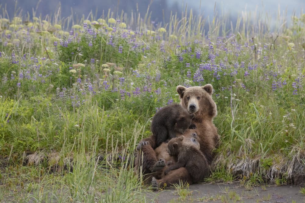 Mother Bear And Cubs by Linda D Lester — canvas wall art