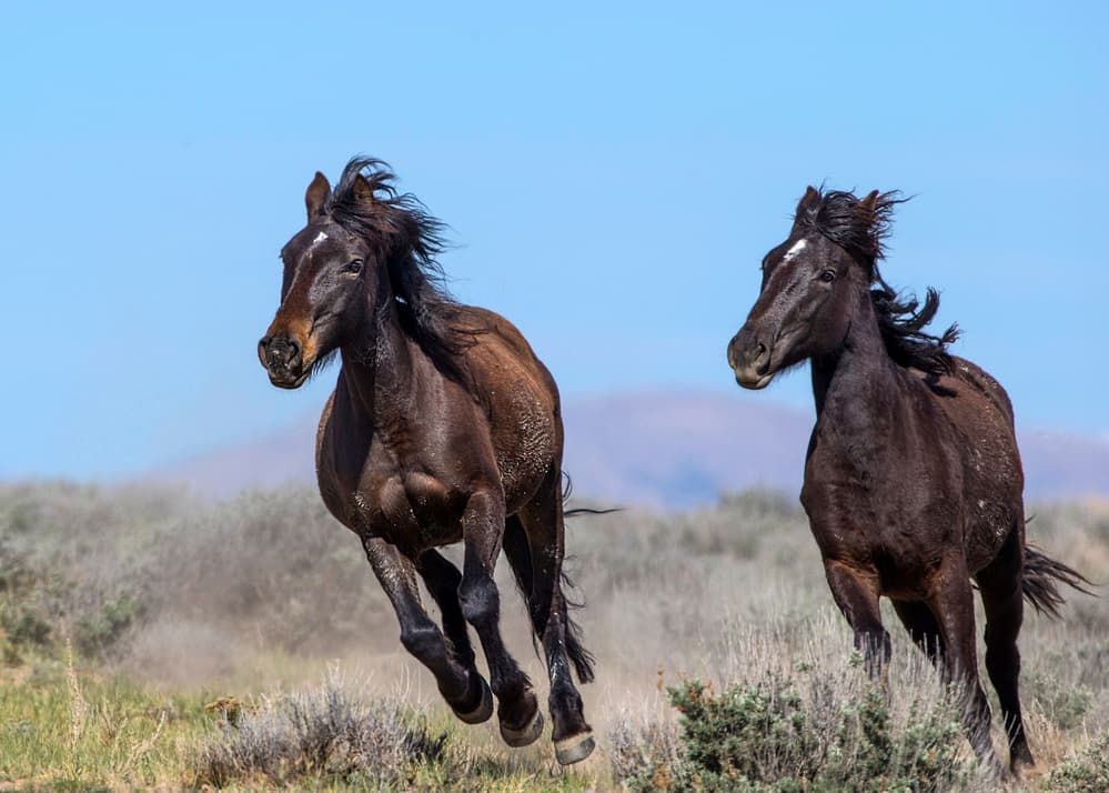 Wild Horses Galloping Free by verdon — canvas wall art