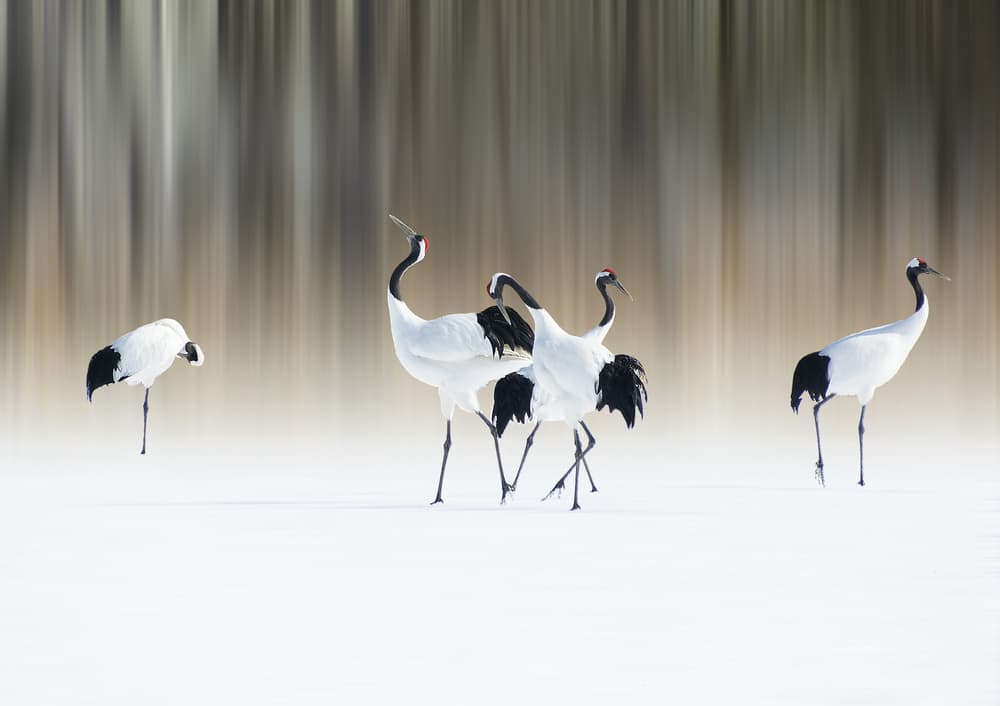 Graceful Cranes in Snow by Ikuo Iga — canvas wall art