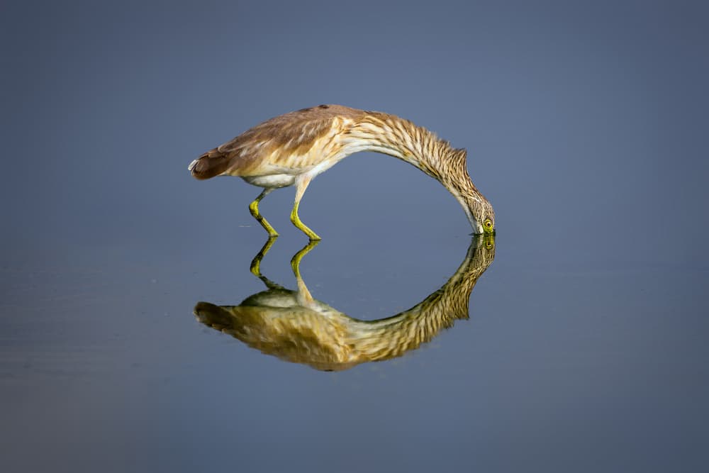 Pond Heron Reflection by Mallal Moshe — canvas wall art