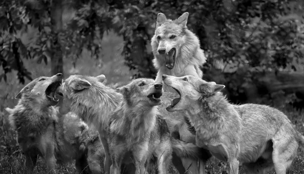 Howling Wolf Pack by Sebastian Graf — canvas wall art