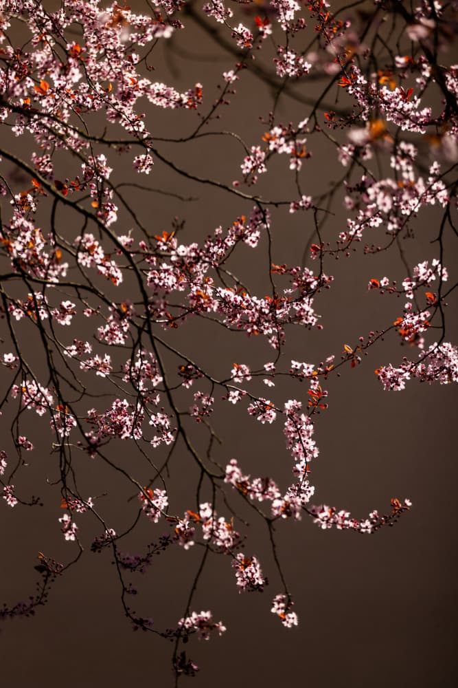 Soft Glowing Blossoms by Mareike Böhmer — canvas wall art