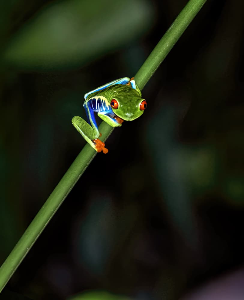 Vibrant Red-Eyed Frog by Jie Jin — canvas wall art