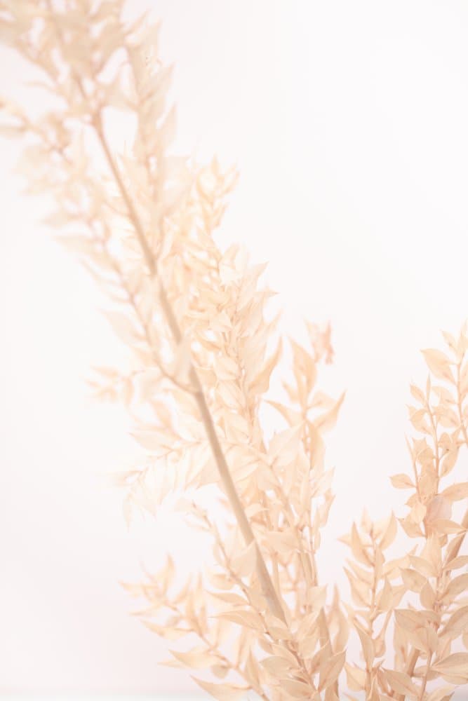 Soft Beige Botanicals by Pictufy Studio III — canvas wall art