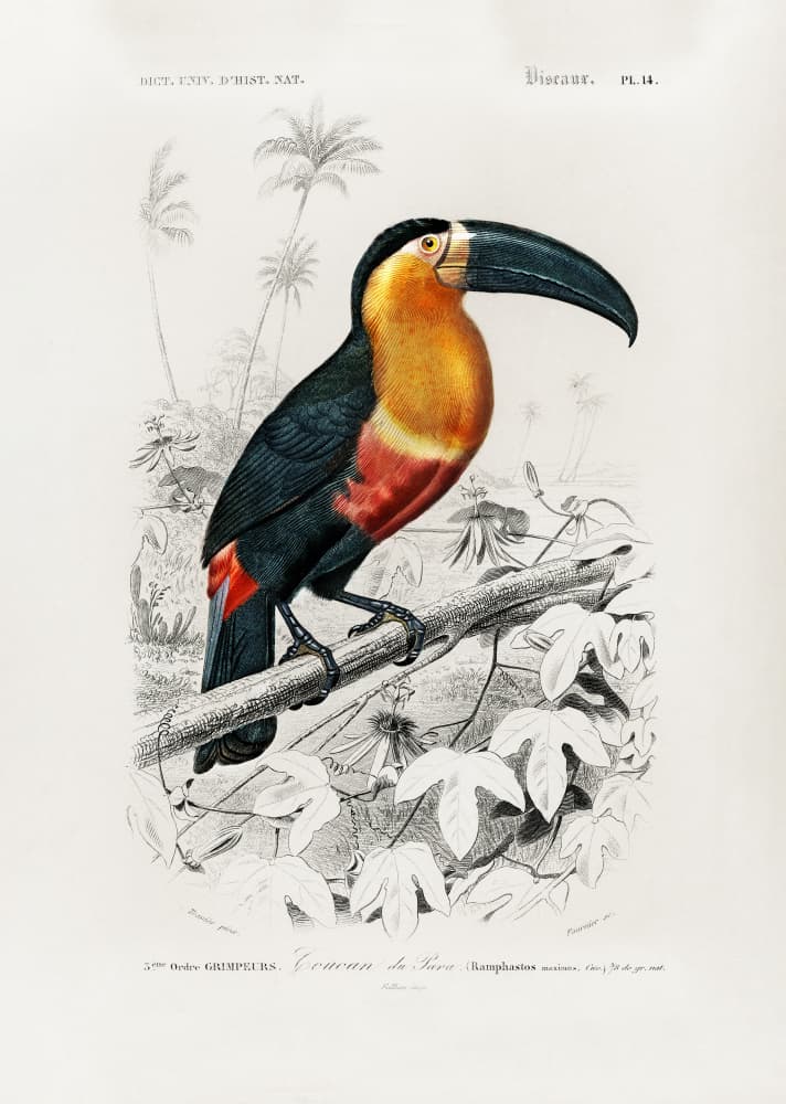 Toucan (ramphastos) by Charles Dessalines D Orbigny — canvas wall art