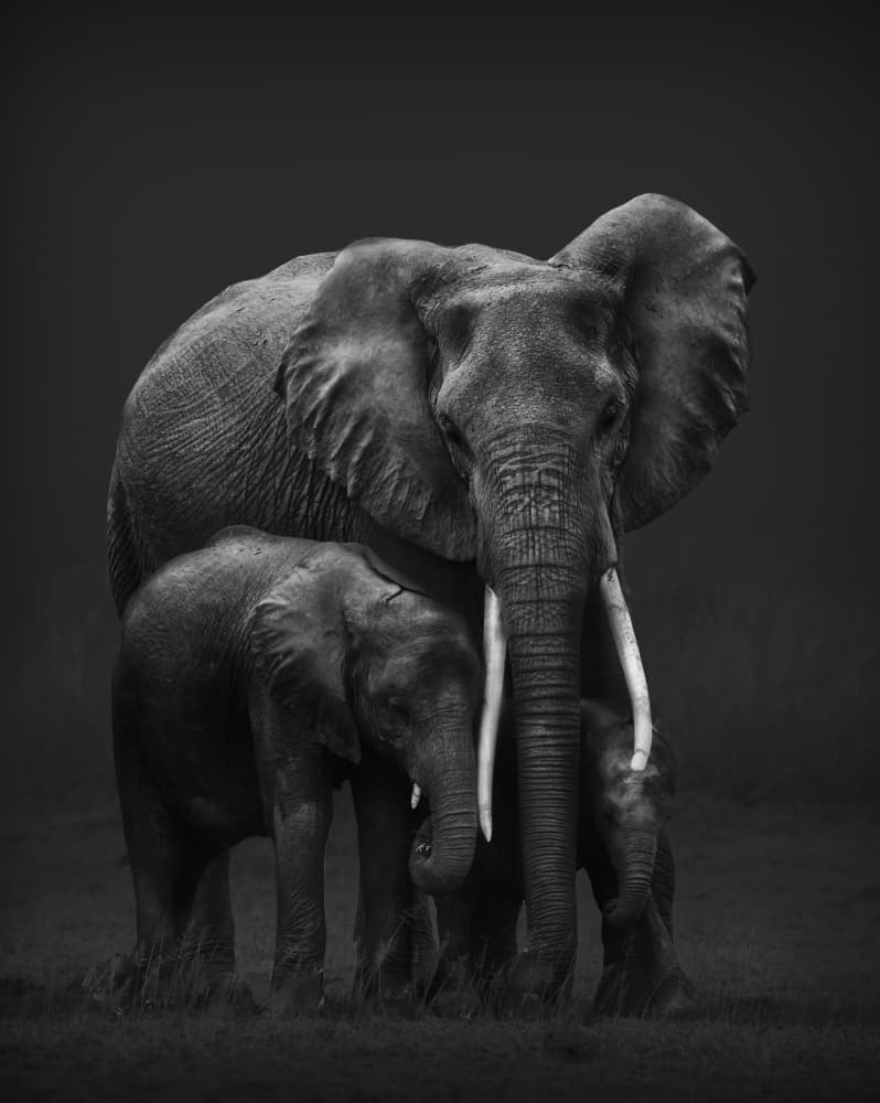 African Elephant Family by MIN LI — canvas wall art
