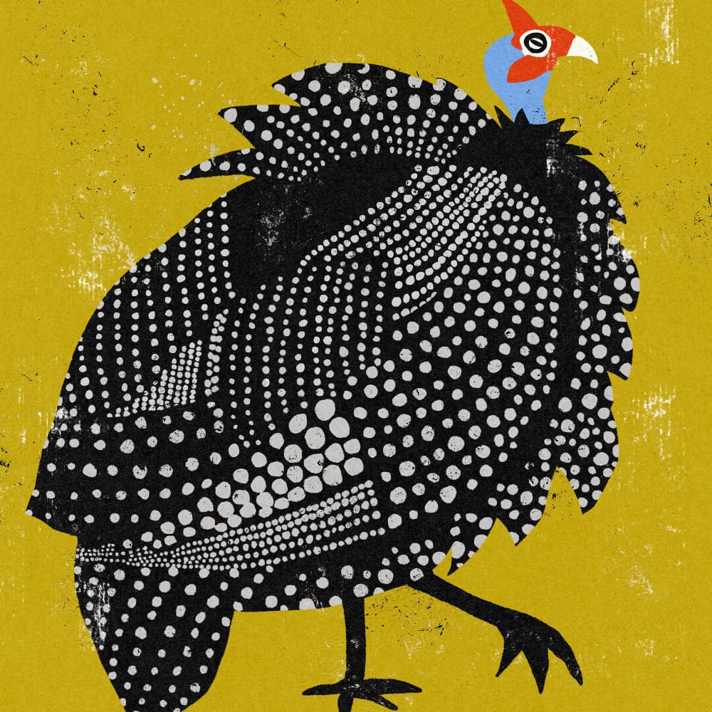 Spotted Guinea Fowl by Ophelia Pang — canvas wall art