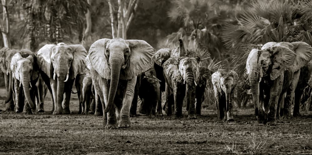 African Elephant Herd by Wyn Lewis-Bevan — canvas wall art