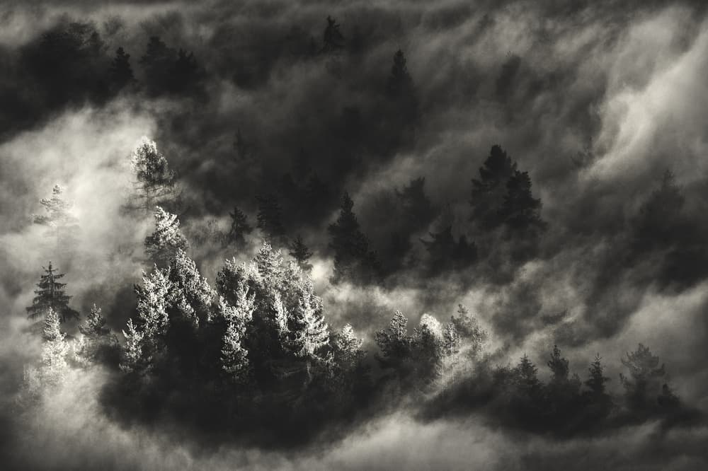 Misty Winter Forest by Samir Pajic — canvas wall art
