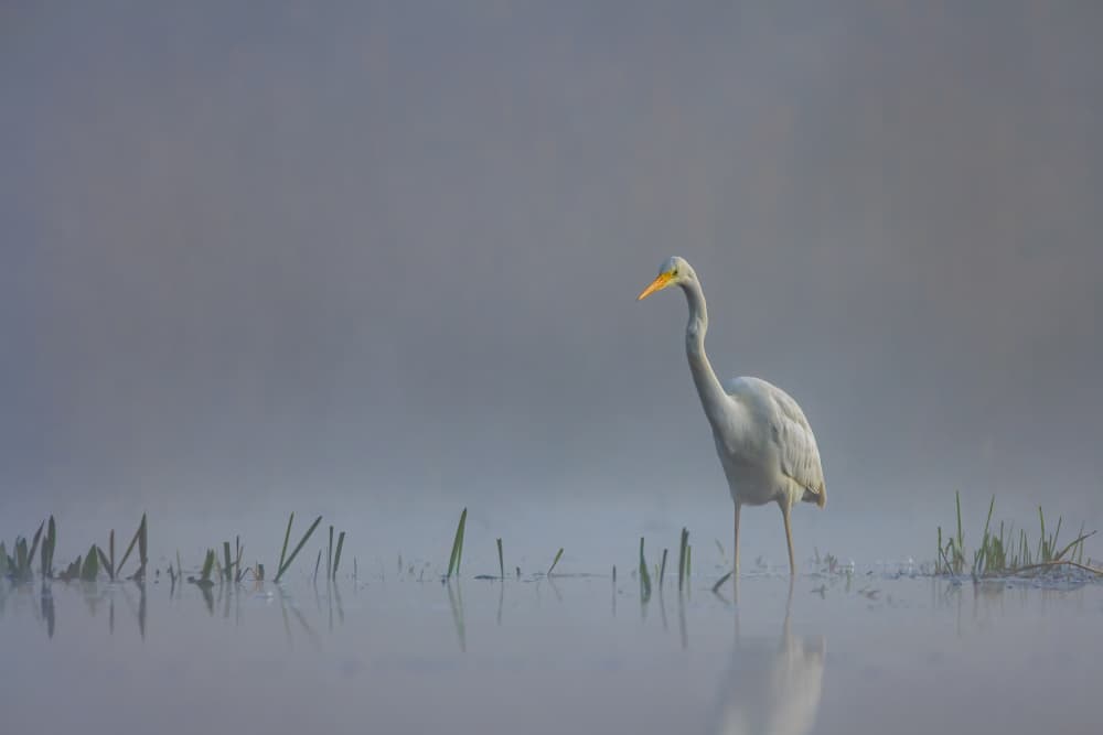 Misty Morning Egret by Ytje Veenstra — canvas wall art