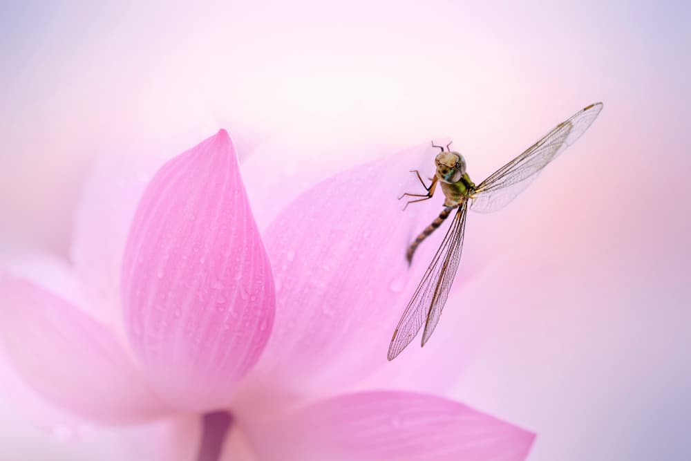 Pink Lotus Dragonfly by אייל בר אור • Eyal Bar Or — canvas wall art