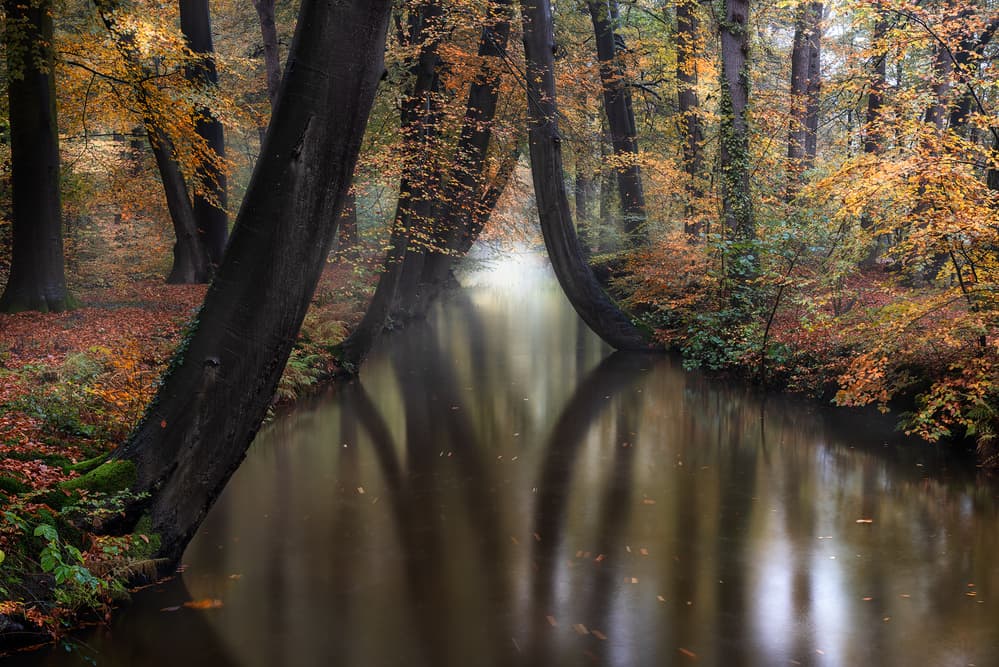 Enchanted Forest River by Marco Galimberti — canvas wall art