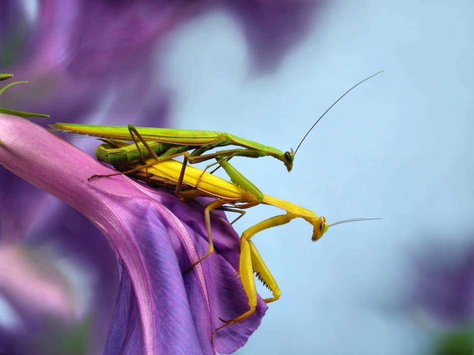 Mating Mantises on Purple by Jimmy Hoffman — canvas wall art