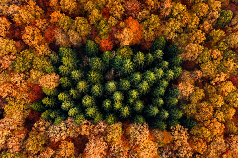 Green Trees Autumn Forest by Keller — canvas wall art