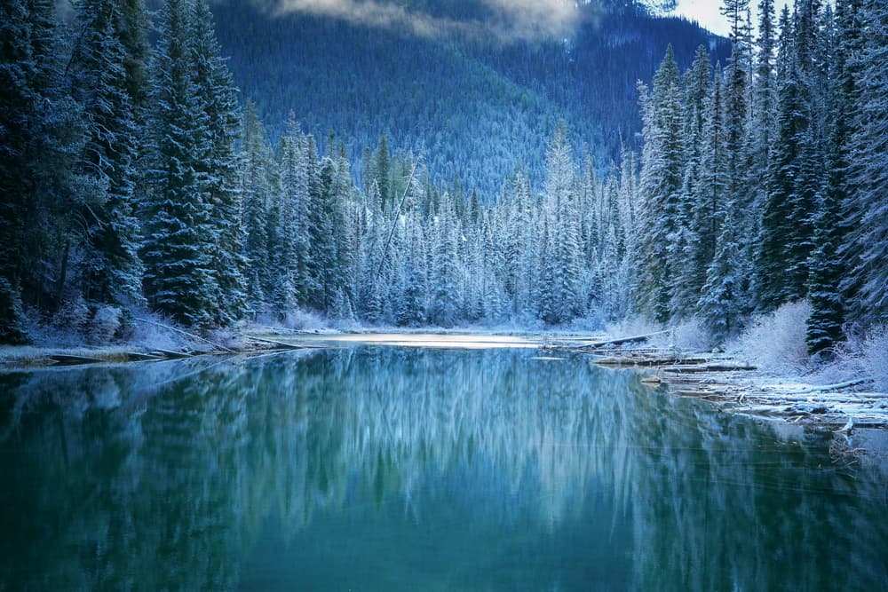 Snowy Forest Reflection by Yongnan Li （李永男） — canvas wall art