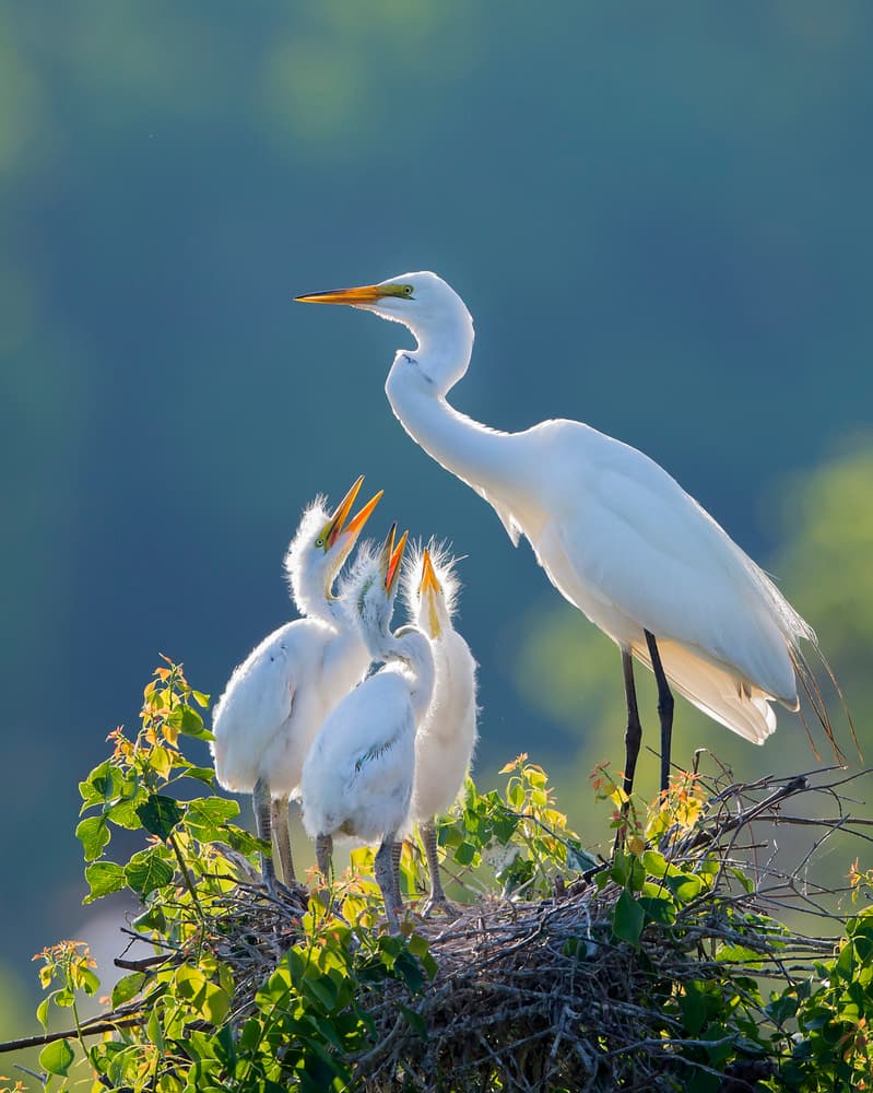 Egret Family Nest by Aijing H. — canvas wall art