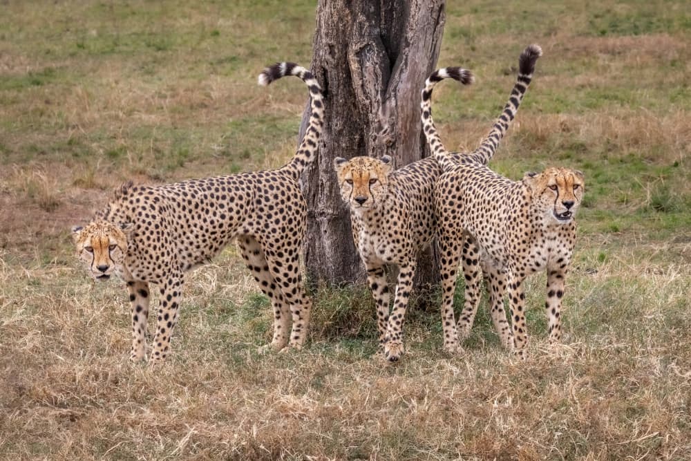 Wild Cheetah Family by Mark Strom — canvas wall art
