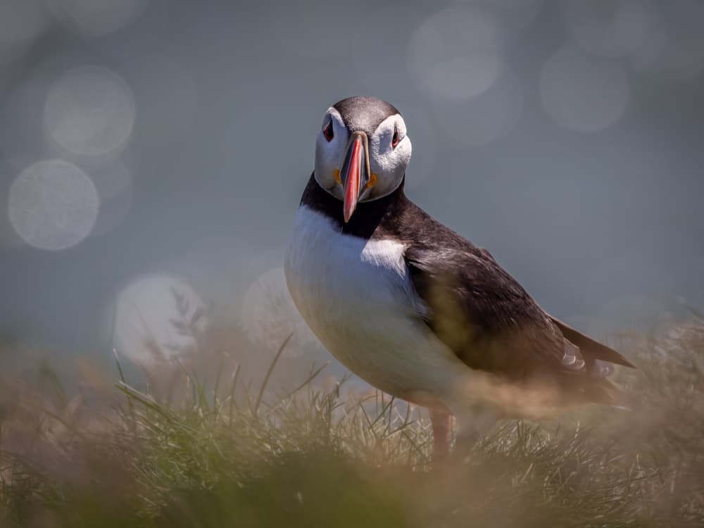 Atlantic Puffin Portrait by Xiaohong Zhang — canvas wall art