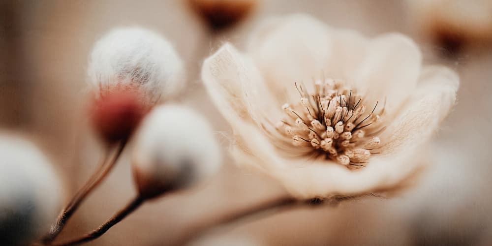 Bloommemoryno03 by Treechild — canvas wall art