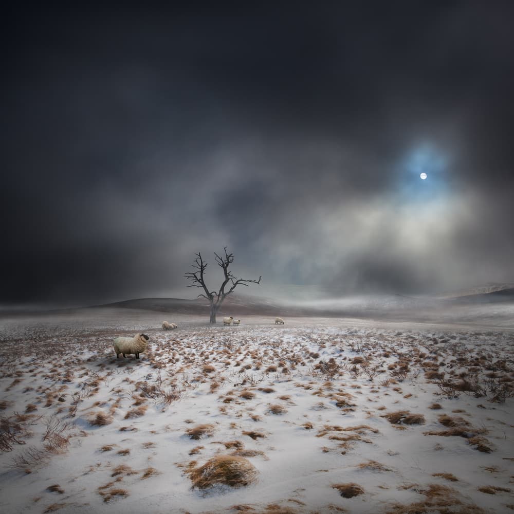 Misty Sheep Landscape by Martin Marcisovsky — canvas wall art
