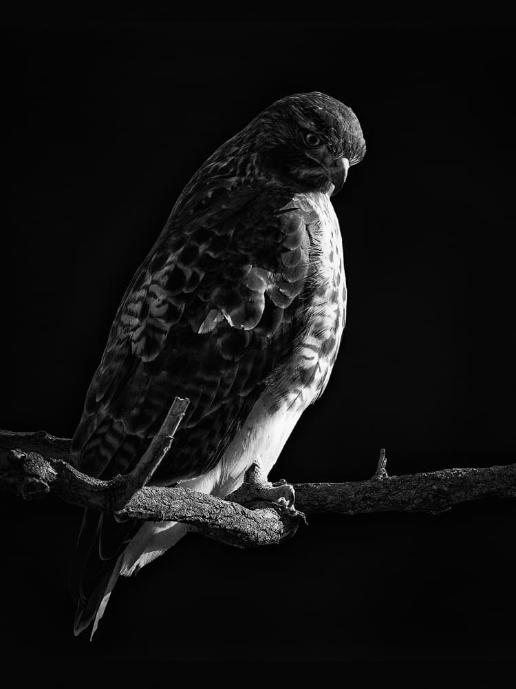 Regal Hawk Perch by Robert Zhang — canvas wall art