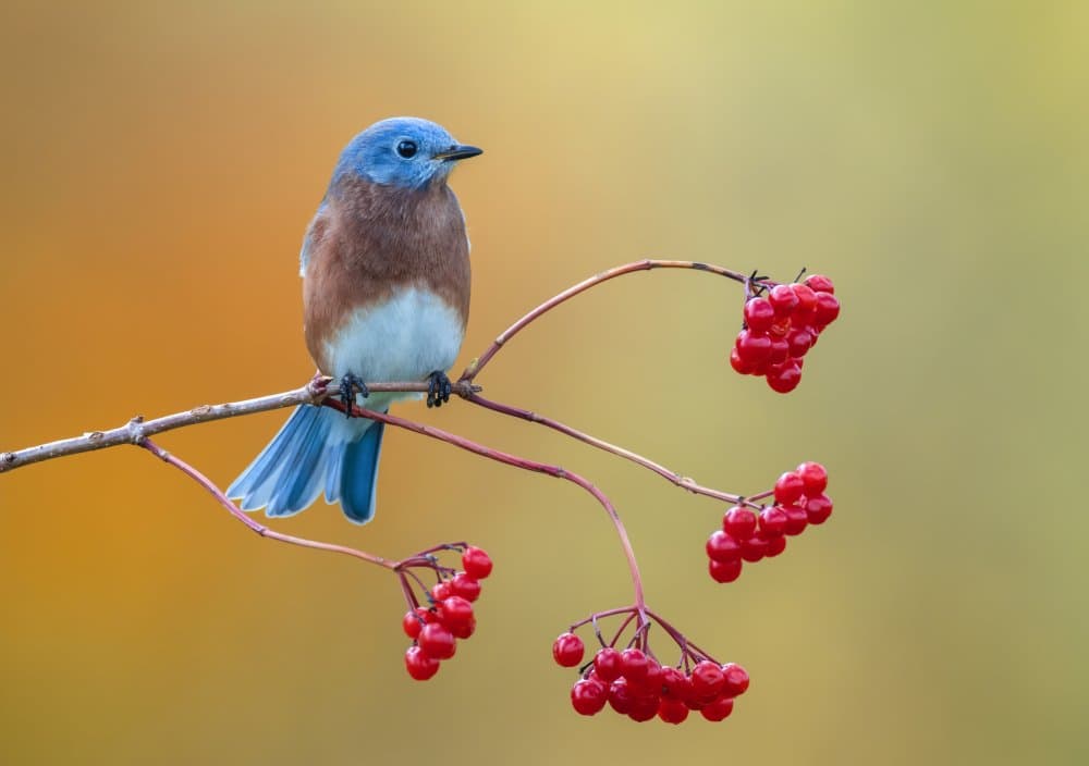 Eastern Bluebird by Donald Luo — canvas wall art