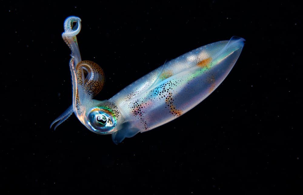 Glowing Deep Sea Squid by Andrey Narchuk — canvas wall art