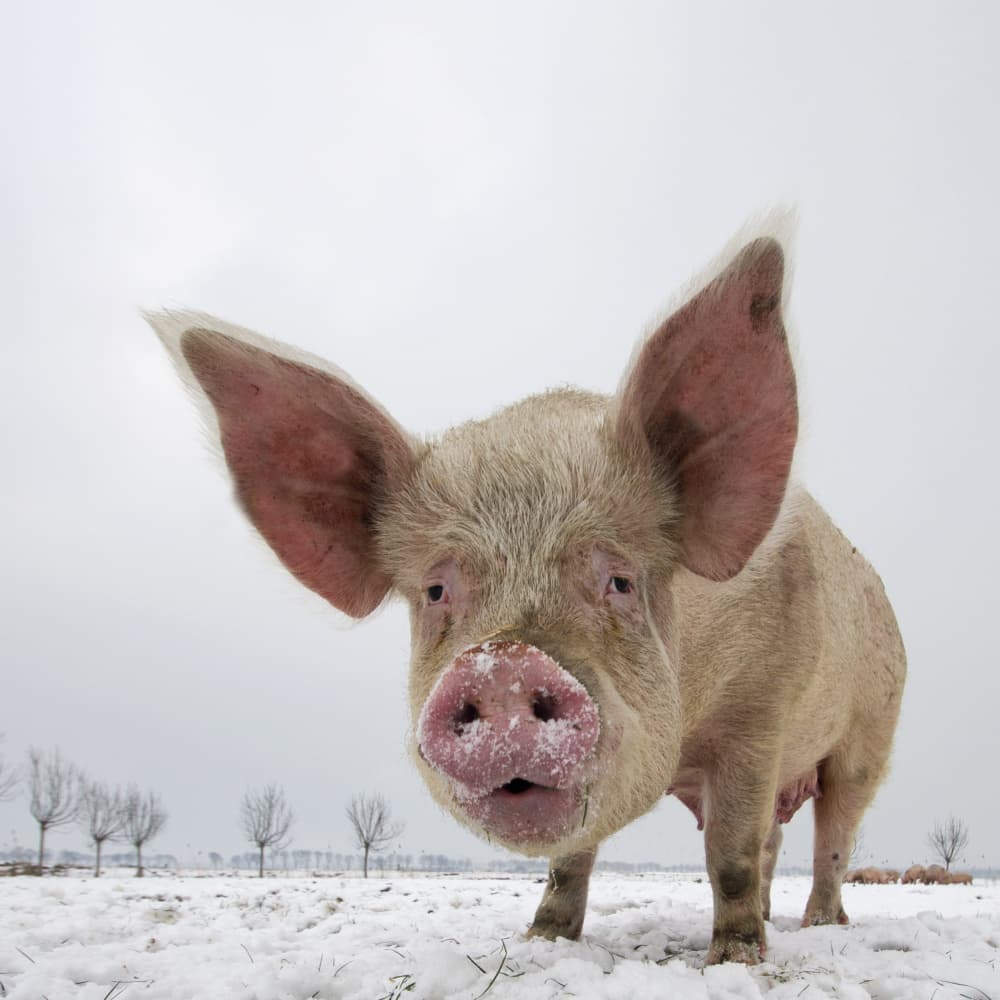 Curious Pig in Snow by Gert van den Bosch — canvas wall art