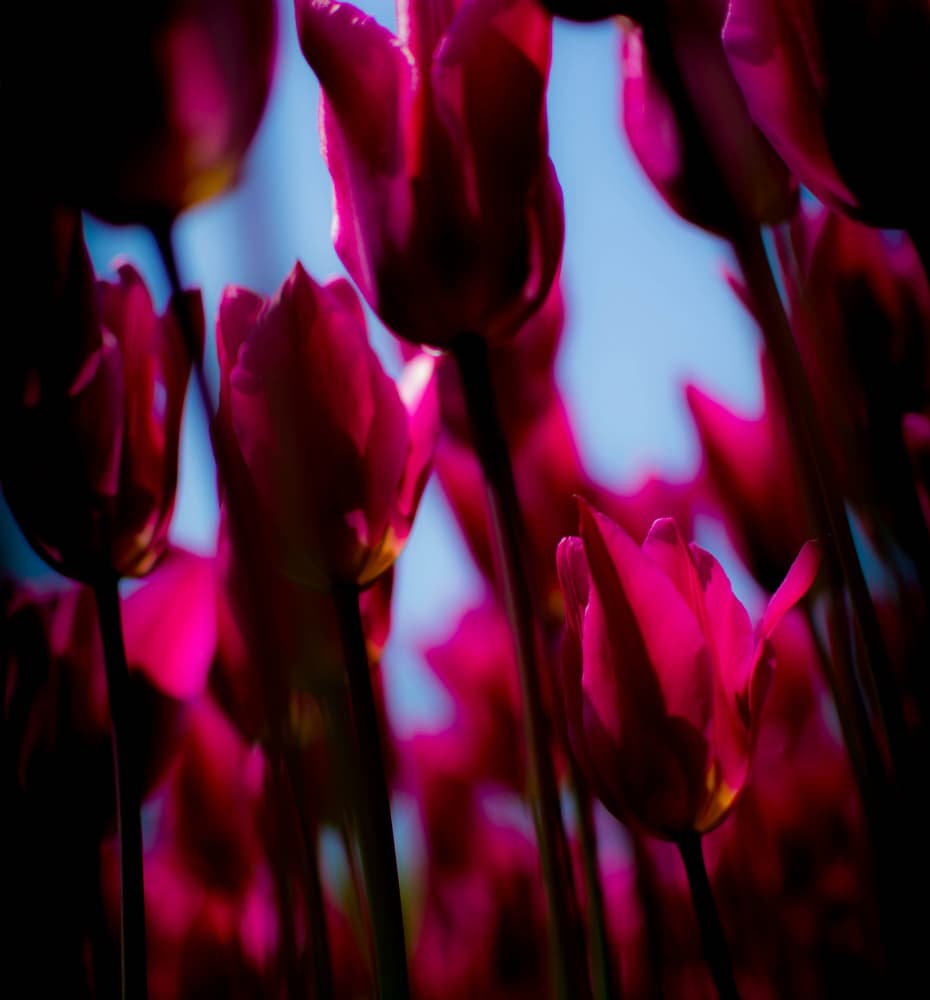Dreamy Magenta Tulips by Pelin Atilla — canvas wall art