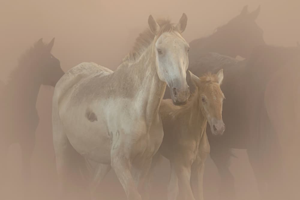 Dusty Horse Family by Jose Maria D. Barba — canvas wall art