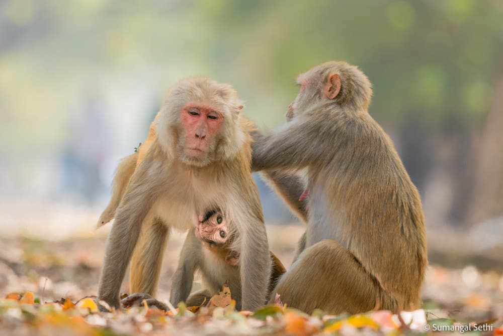 Monkey Family Bonding by Sumangal Sethi — canvas wall art