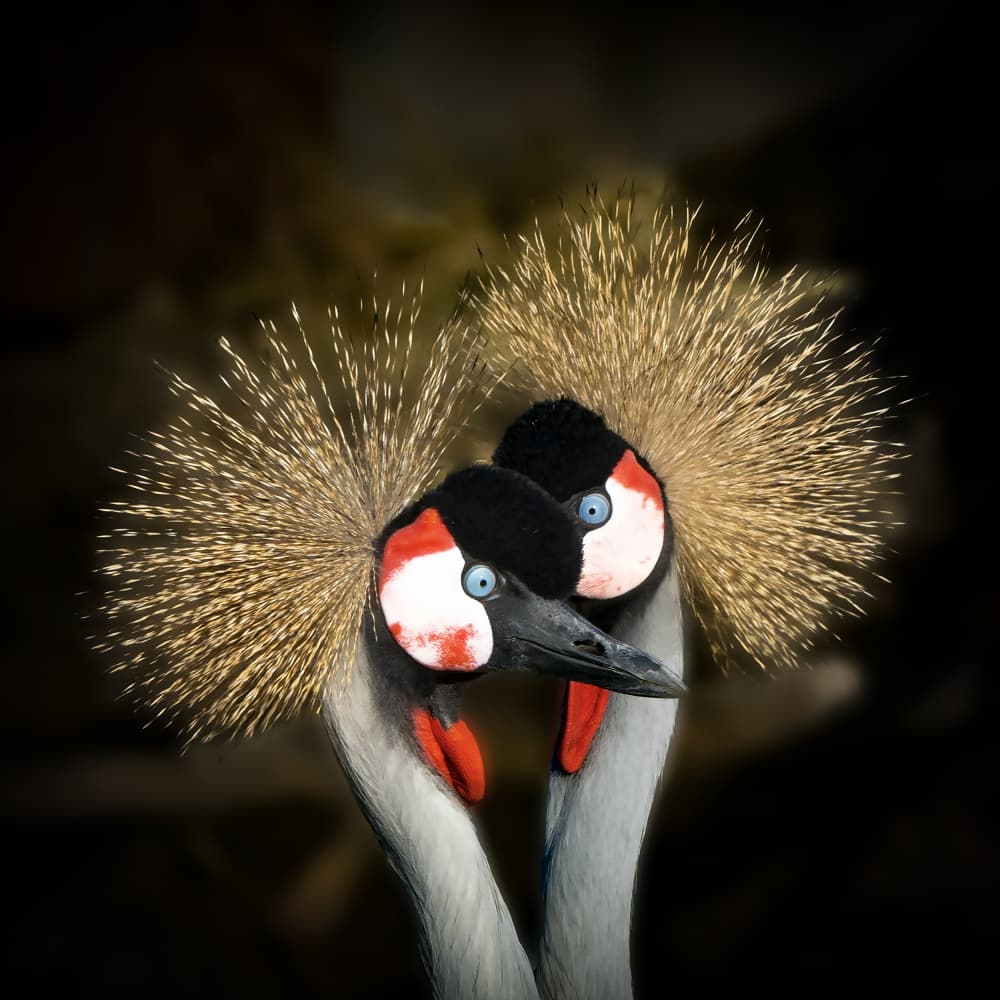 Loving Crowned Cranes by Michel Romaggi — canvas wall art
