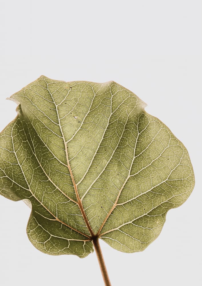 Leaf Vein Symphony by Shot by Clint — canvas wall art
