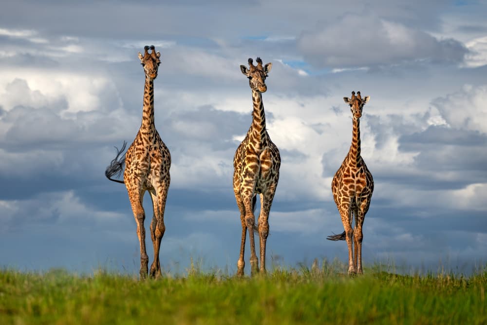 Majestic Giraffe Family by Xavier Ortega — canvas wall art