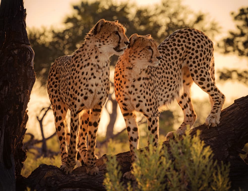 Golden Hour Cheetahs by Silje Wessel Pettersen — canvas wall art