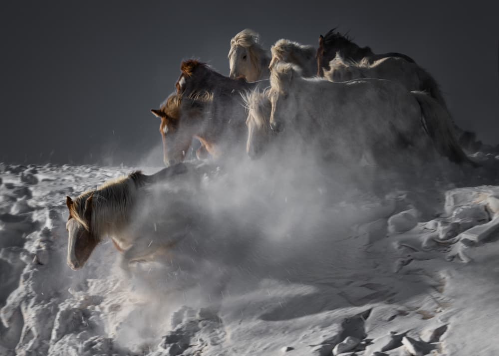 Wild Horses In Snow by Chuanxu Ren — canvas wall art