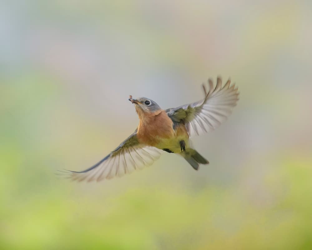 Bluebird In Flight by Rob Li — canvas wall art