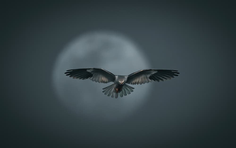 Bird Under Full Moon by Guy Wilson — canvas wall art