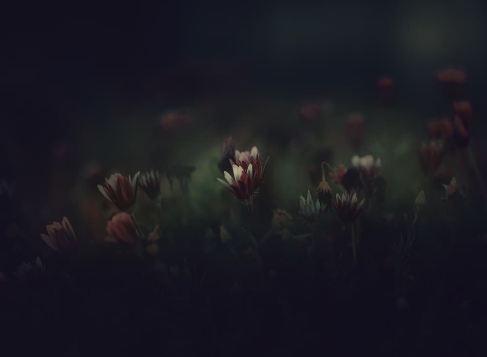 Delicate Dark Blooms by José Antonio Sánchez — canvas wall art