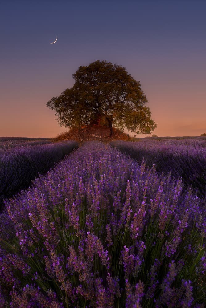 Twilight Lavender Field Tree by Fernando Molina — canvas wall art