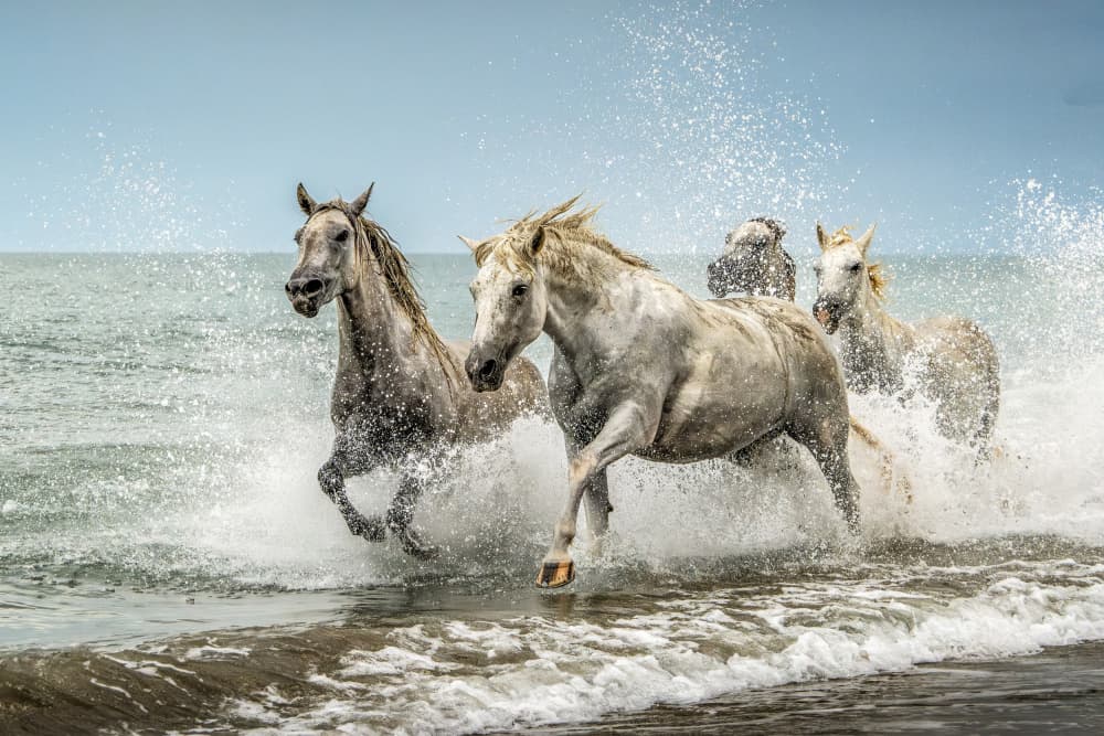 White Horses Splashing by Joško Šimic — canvas wall art