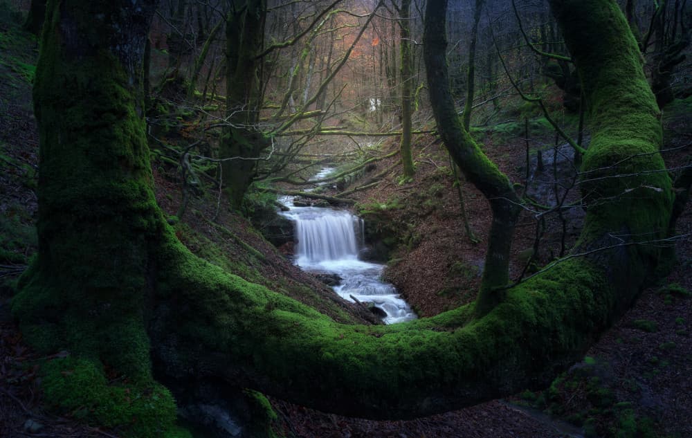 Mossy Forest Waterfall by Fran Osuna — canvas wall art