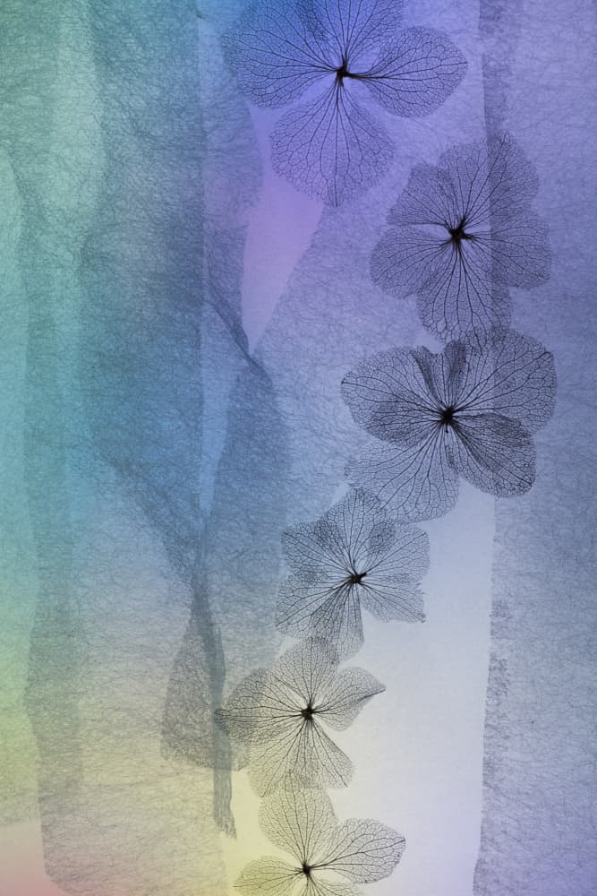 Ethereal Floral Gradient by Shihya Kowatari — canvas wall art