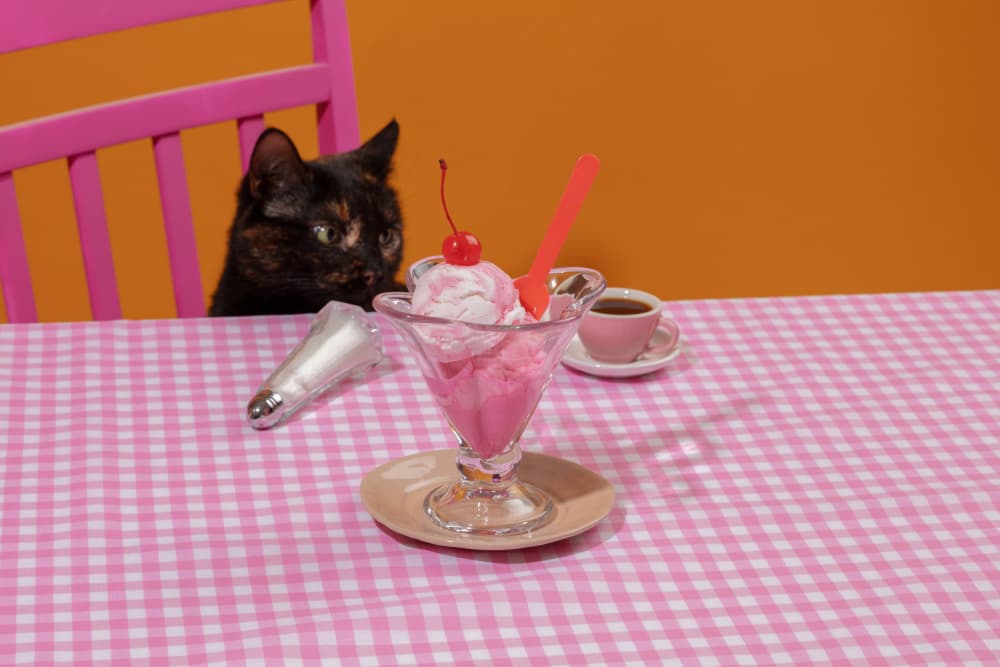 Curious Cat's Sundae by Julia Ramiro — canvas wall art